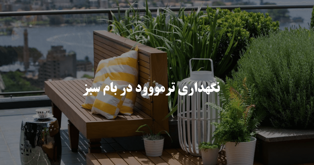 ترمووود در بام سبز